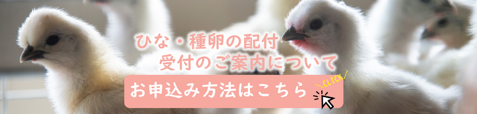 ひな配付