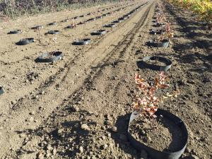 シモツケを定植した稚苗圃場2