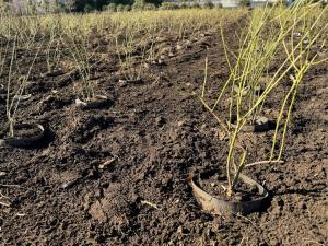 ヤマブキ稚苗を定植した畑