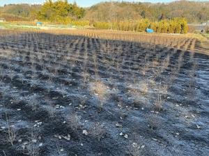 ドウダンツツジ稚苗を定植した畑1