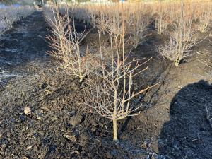 ドウダンツツジ稚苗を定植した畑２