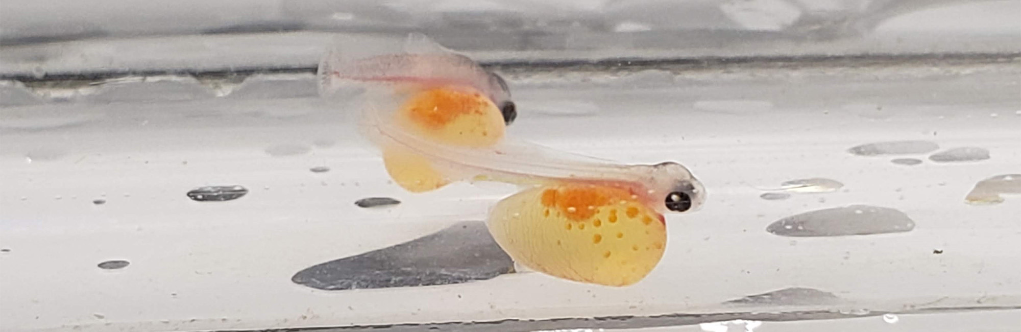 稚魚の画像