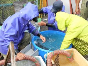 親魚の雌雄選別の画像