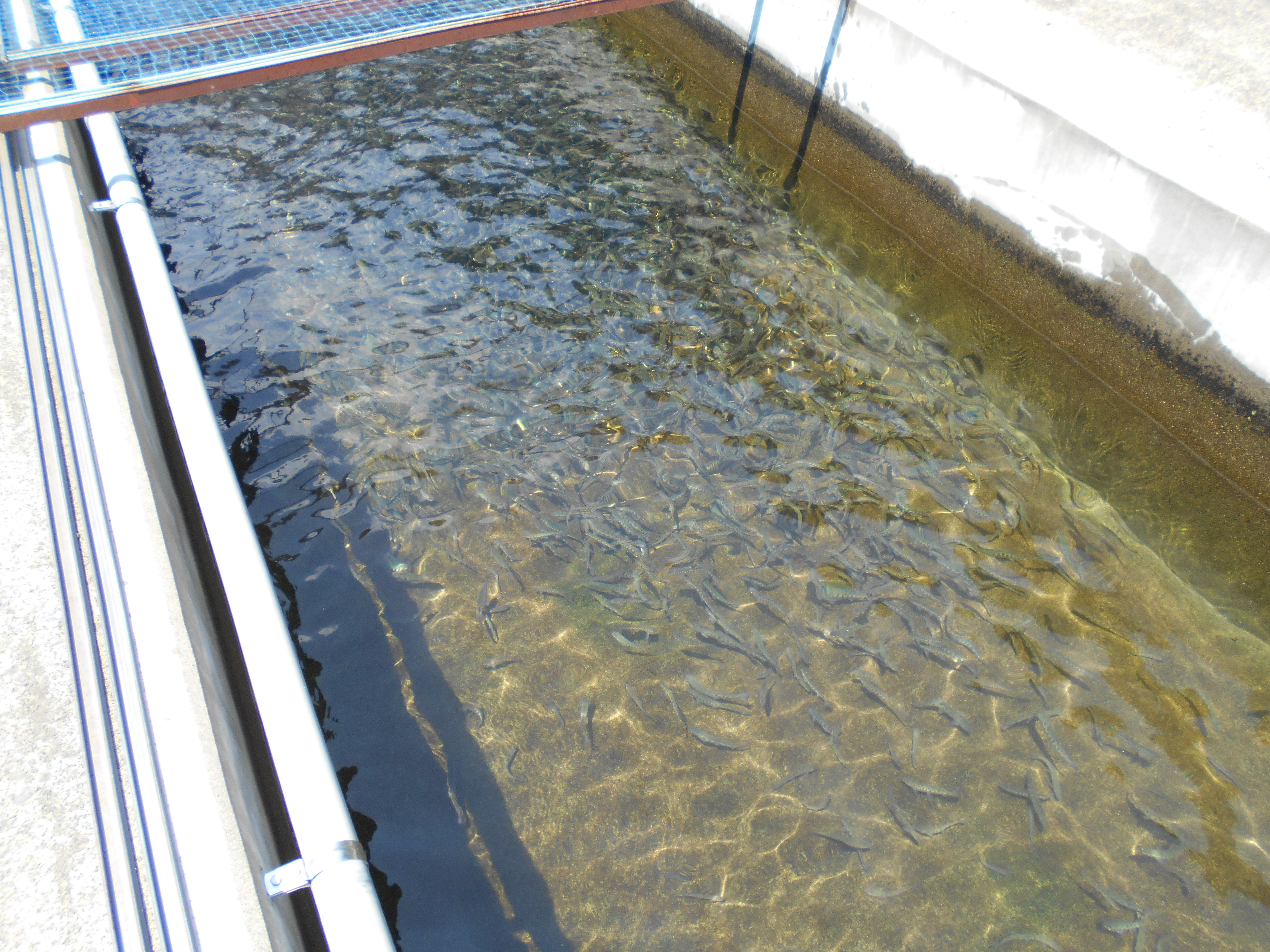 親魚候補飼育の画像