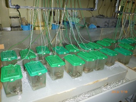 伝染性造血器壊死症抗病系品種の作出試験の画像
