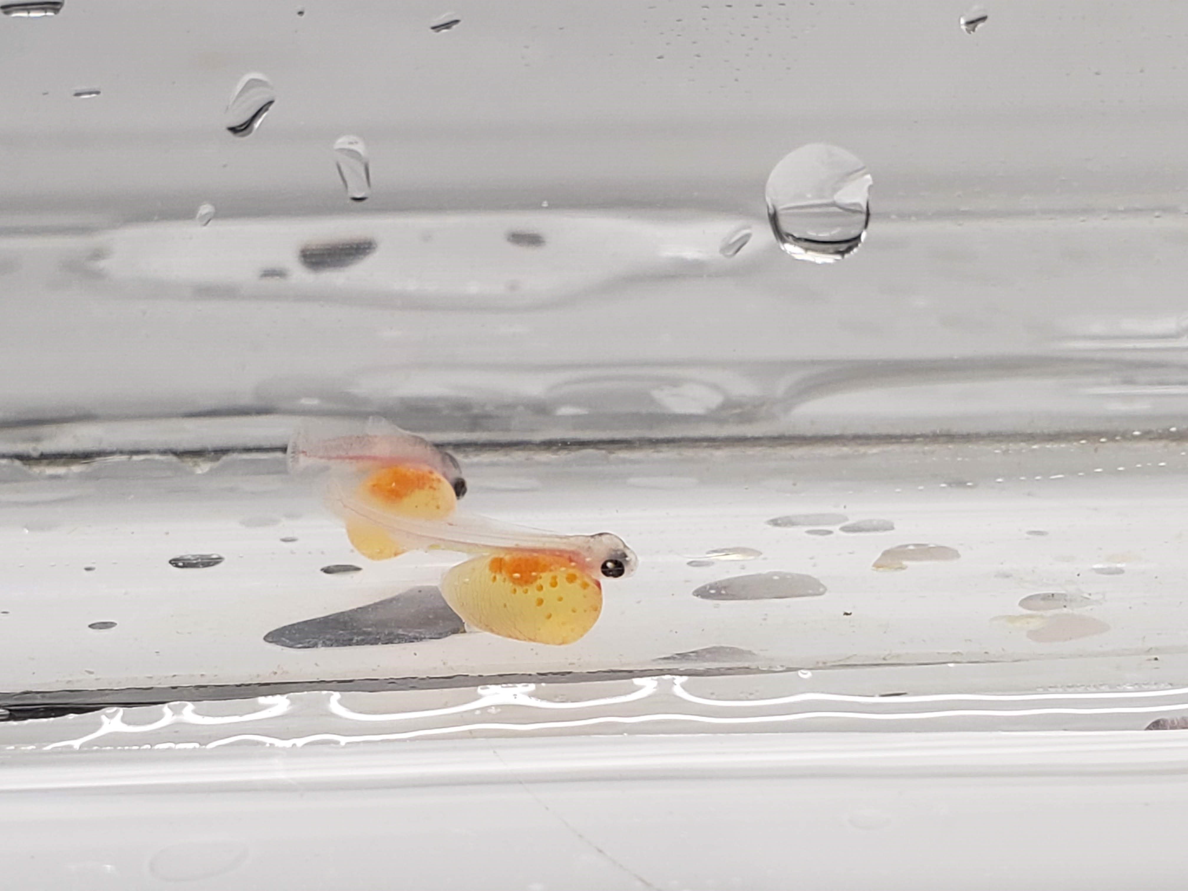 ニジマス仔魚の画像