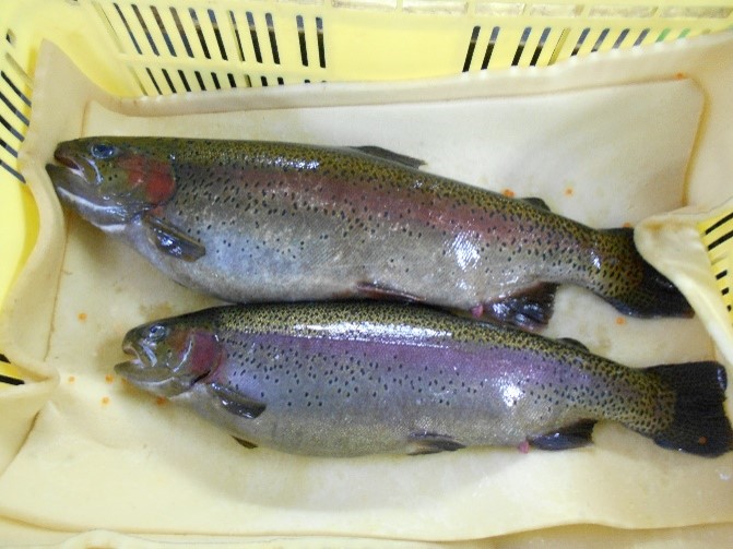 ニジマス親魚の画像