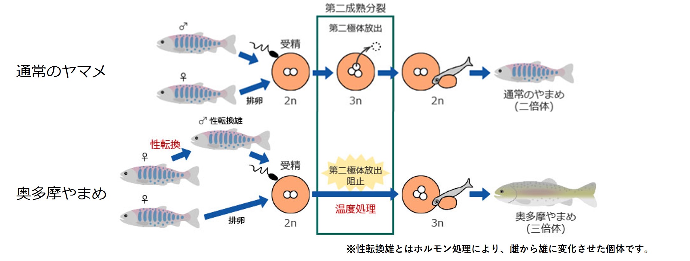 奥多摩やまめの作出方法の画像