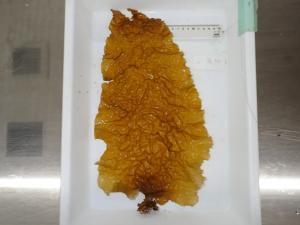 アントクメ