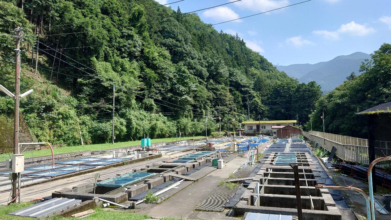 入川飼育池の画像２
