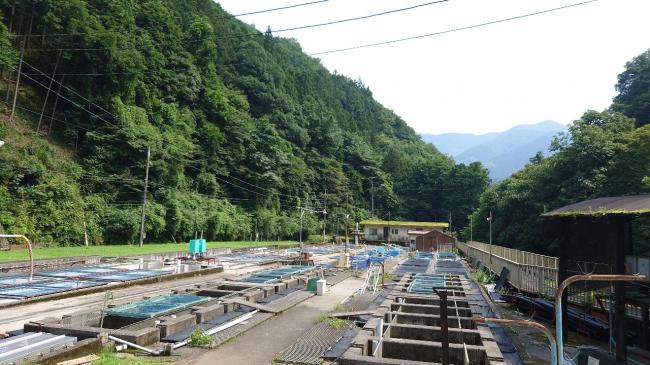 現在の入川飼育池