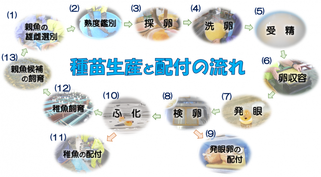 種苗生産と配付の流れ図