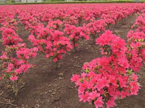 クルメツツジの花