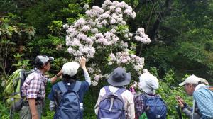 道中での草花鑑賞