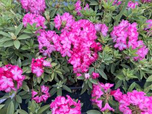 セイヨウシャクナゲの花