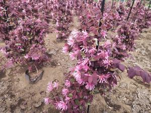 ベニバナトキワマンサクの花