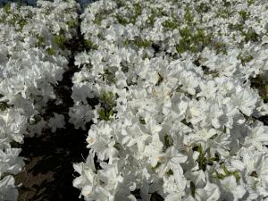 ヒラドツツジの花
