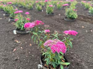 シモツケの花