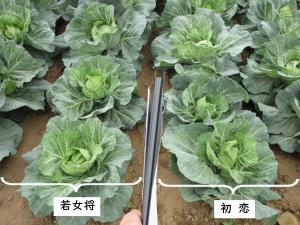 ほ場での「若女将」「初恋」