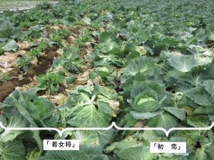 左若女将、右初恋　若女将は収穫終了