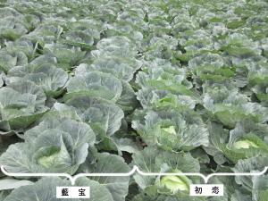 ほ場での「藍宝」（左）「初恋」（右）