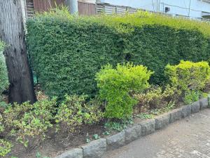 公園の植栽事例2