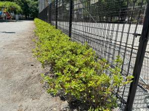 公園の植栽事例3
