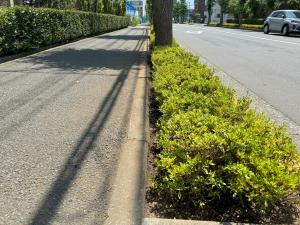 道路の植栽事例