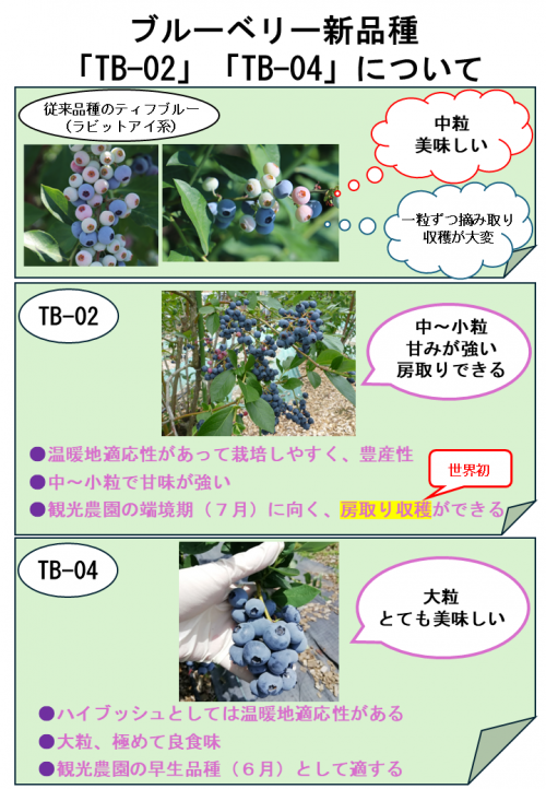 ブルーベリー愛称募集チラシ（従来品種との比較）