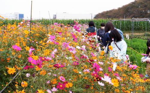 令和6年度秋ふれあいコスモス摘み
