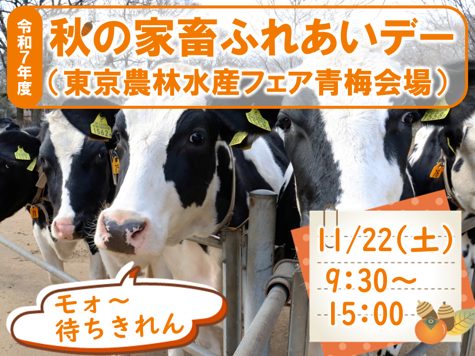 令和7年度秋の家畜ふれあいデーサムネイル画像（柵越しに牛が集まっている画像。１頭にフキダシで「もお～待ちきれん」としゃべっている風）