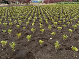 オオムラサキツツジの畑