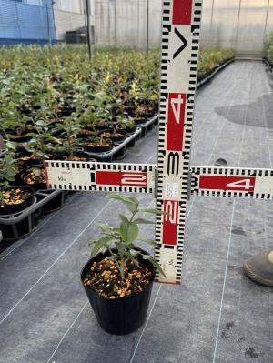 ブルーベリー紅葉なし