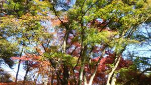 陣馬山の紅葉