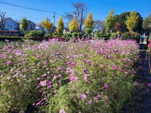 コスモスの写真