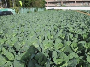 生育中の株(9月中旬定植)