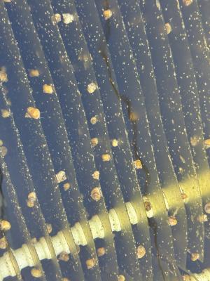 サザエ赤ちゃん