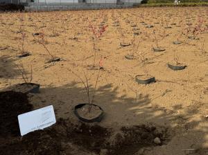 シモツケ定植ほ場