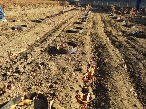 コデマリ定植ほ場