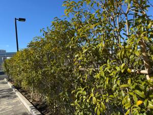 駐車場回りのキンモクセイの生垣