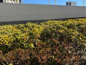 スポーツ施設回りのオオムラサキツツジやサツキの植え込み