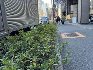 区部街路のオオムラサキツツジの植え込み