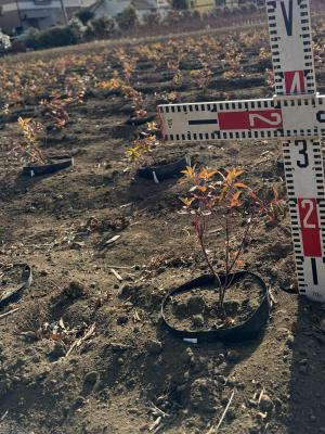 タイリンキンシバイを定植した畑