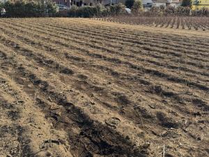 レンギョウを定植した畑