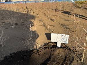 ドウダンツツジを定植した畑２