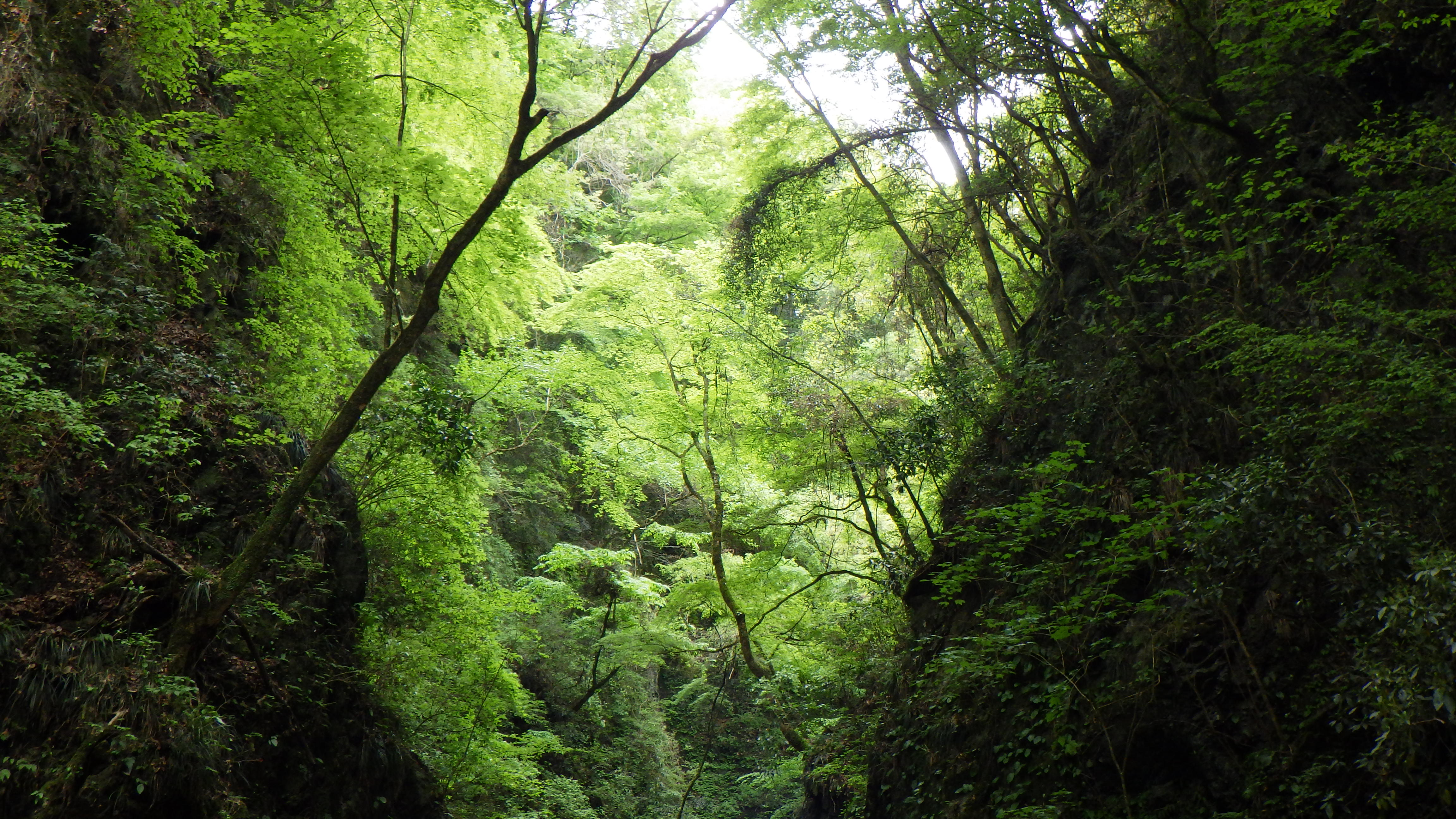 谷