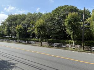 街路樹