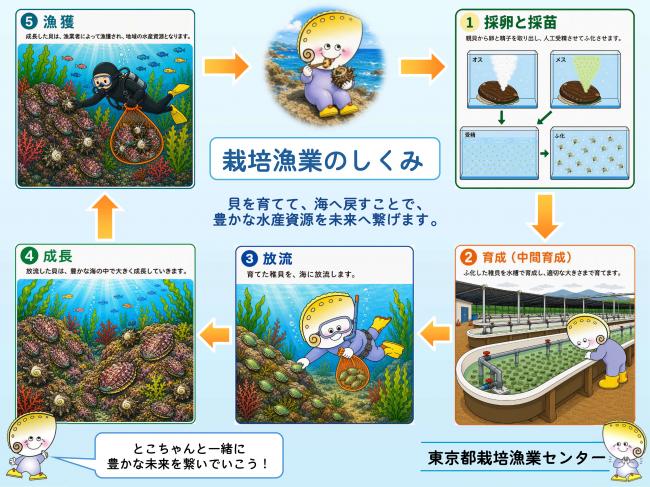 栽培漁業のしくみサイクル図