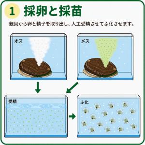 採卵　採苗
