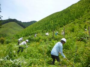 企業の森で下刈作業をしている写真